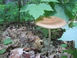 Oudemansiella furfuracea image