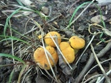 Cantharellus flavus image