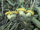 Cantharellus flavus image