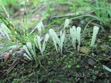 Clavaria acuta image