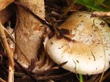 Amanita whetstoneae image