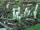Clavaria acuta image