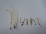 Clavaria acuta image