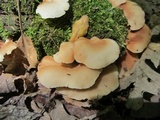 Crepidotus applanatus image