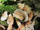Crepidotus applanatus image