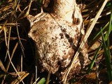 Amanita whetstoneae image