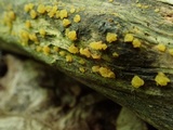 Dacrymyces capitatus image