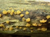 Dacrymyces capitatus image