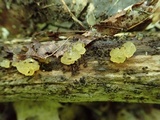 Dacrymyces capitatus image