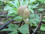 Helvella lacunosa image