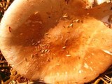 Amanita whetstoneae image