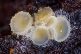 Arachnopeziza aurata image