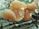 Syzygospora mycetophila image