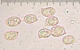 Amanita aprica image