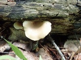 Hohenbuehelia angustata image