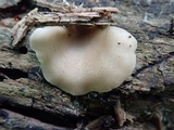 Hohenbuehelia angustata image