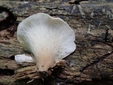 Hohenbuehelia angustata image