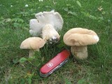 Boletus variipes image