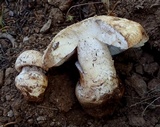Amanita aprica image