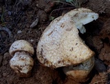 Amanita aprica image