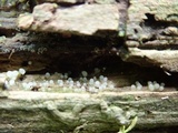 Helicogloea compressa image