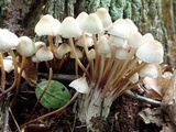 Mycena inclinata image