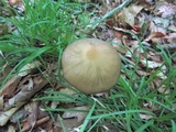 Oudemansiella furfuracea image