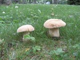 Boletus variipes image