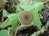 Pluteus thomsonii image