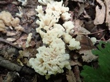 Tremellodendron schweinitzii image