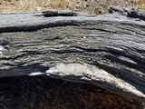 Lecanora coniferarum image