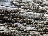 Lecanora coniferarum image