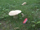 Boletus variipes image