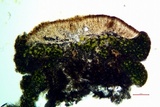 Lecanora coniferarum image