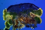 Lecanora coniferarum image
