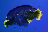 Lecanora coniferarum image