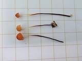 Marasmius siccus image