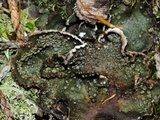 Peltigera lepidophora image