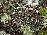 Peltigera lepidophora image