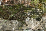 Peltigera lepidophora image