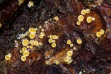 Lachnellula ellisiana image