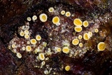 Lachnellula ellisiana image
