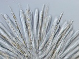 Lachnellula ellisiana image