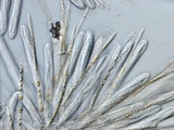 Lachnellula ellisiana image