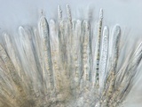 Lachnellula ellisiana image