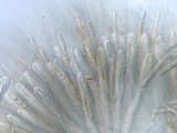 Lachnellula ellisiana image