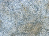 Lachnellula ellisiana image