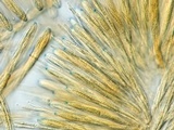 Lachnellula ellisiana image