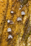 Resupinatus taxi image
