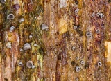 Resupinatus taxi image